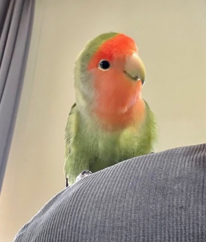 コザクラインコのポポちゃん