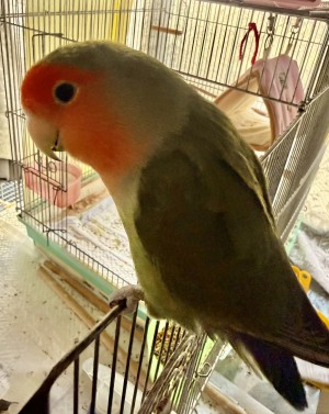 コザクラインコのポポです
