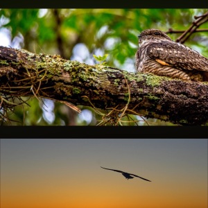 鳥のように空をまっすぐに飛んでいかれる？